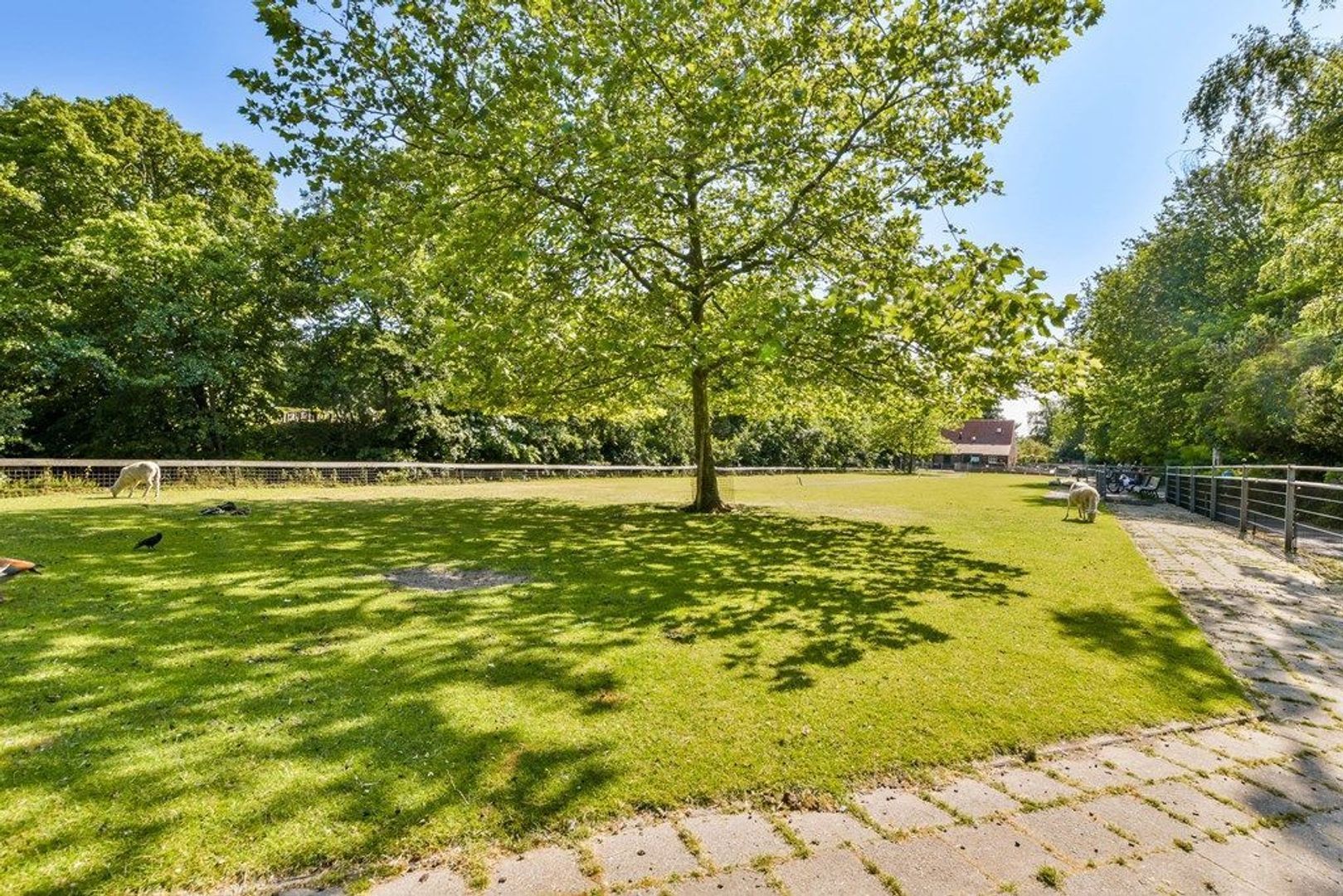 Ligusterstraat 103, Den Haag foto-30