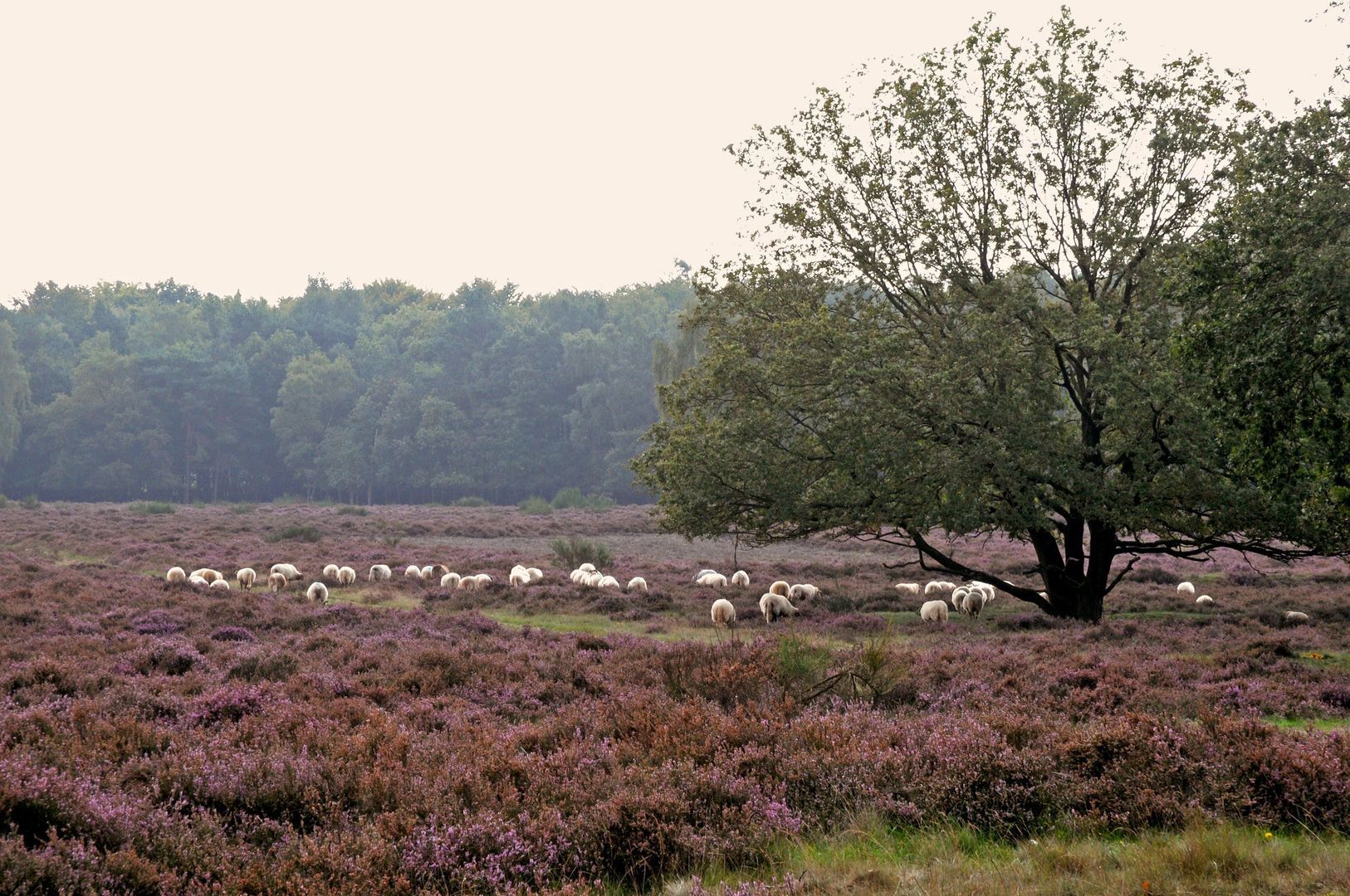 Crailoseweg 35, Huizen foto-42