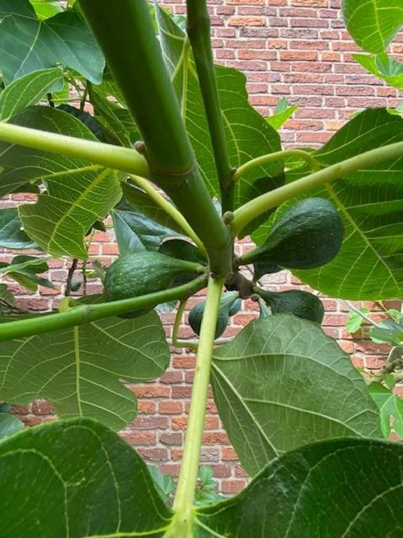 Gooiergracht 163, Laren foto-58