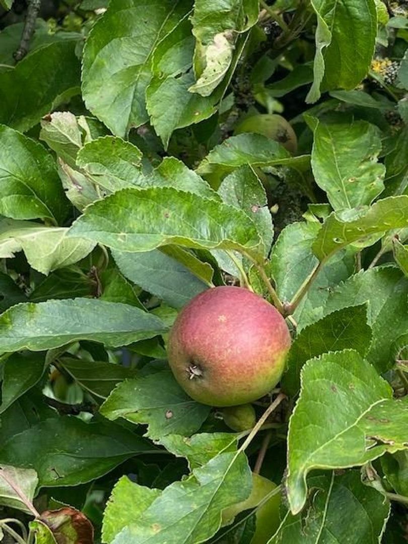 Gooiergracht 163, Laren foto-59