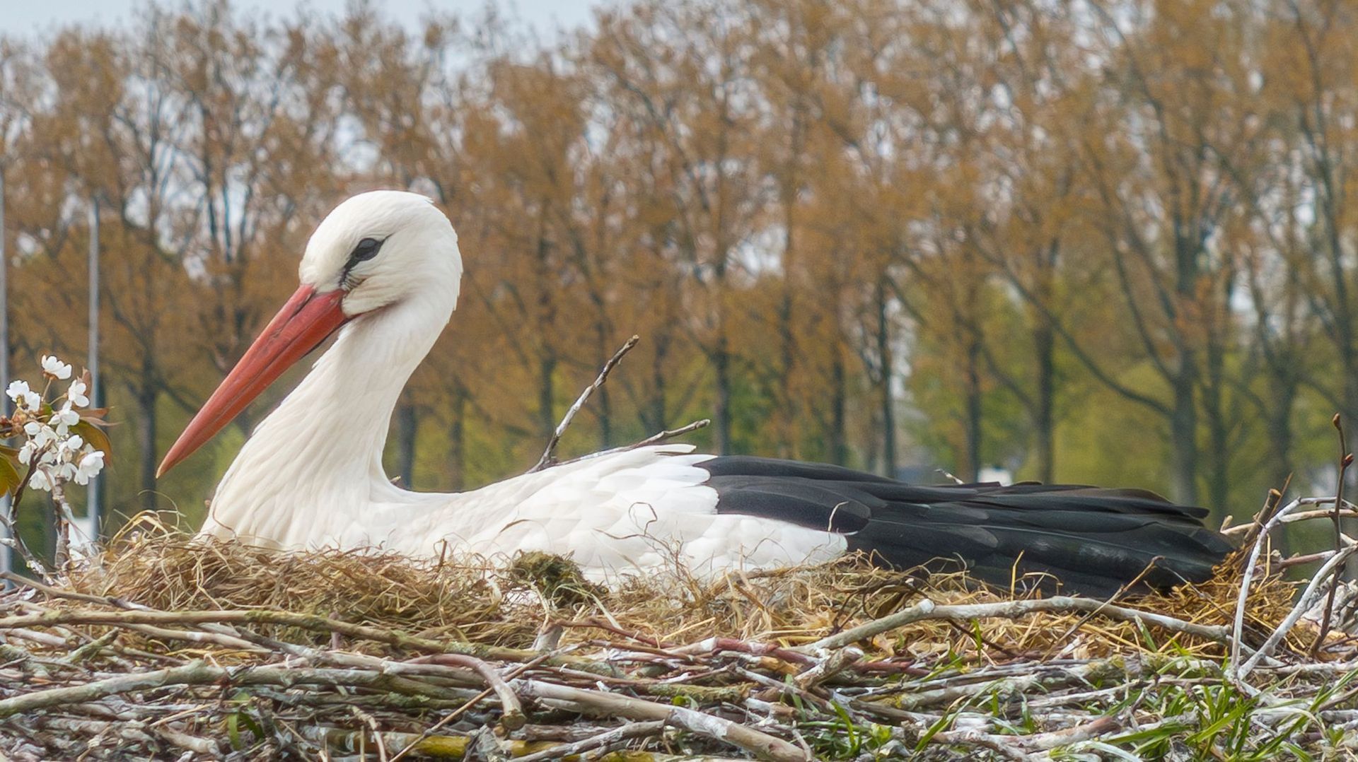 Ganzert 30, Eck en Wiel foto-49