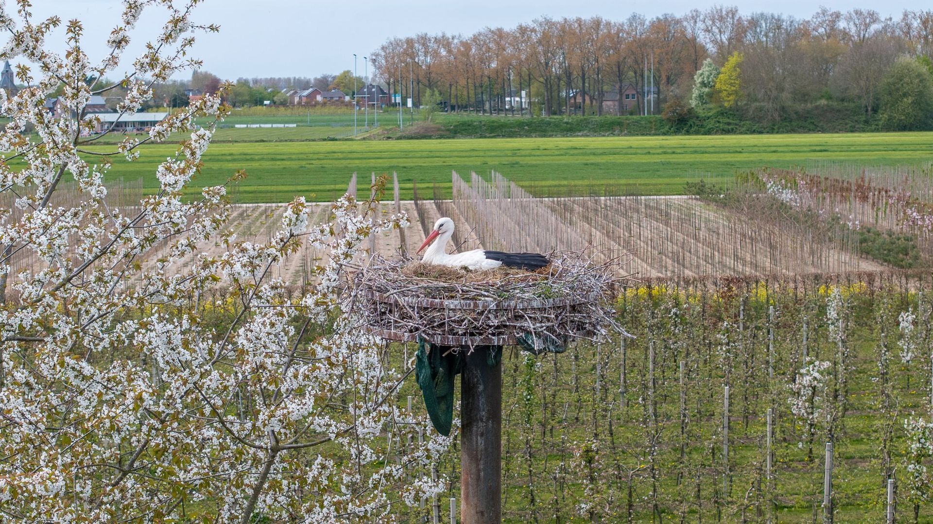 Ganzert 30, Eck en Wiel foto-50
