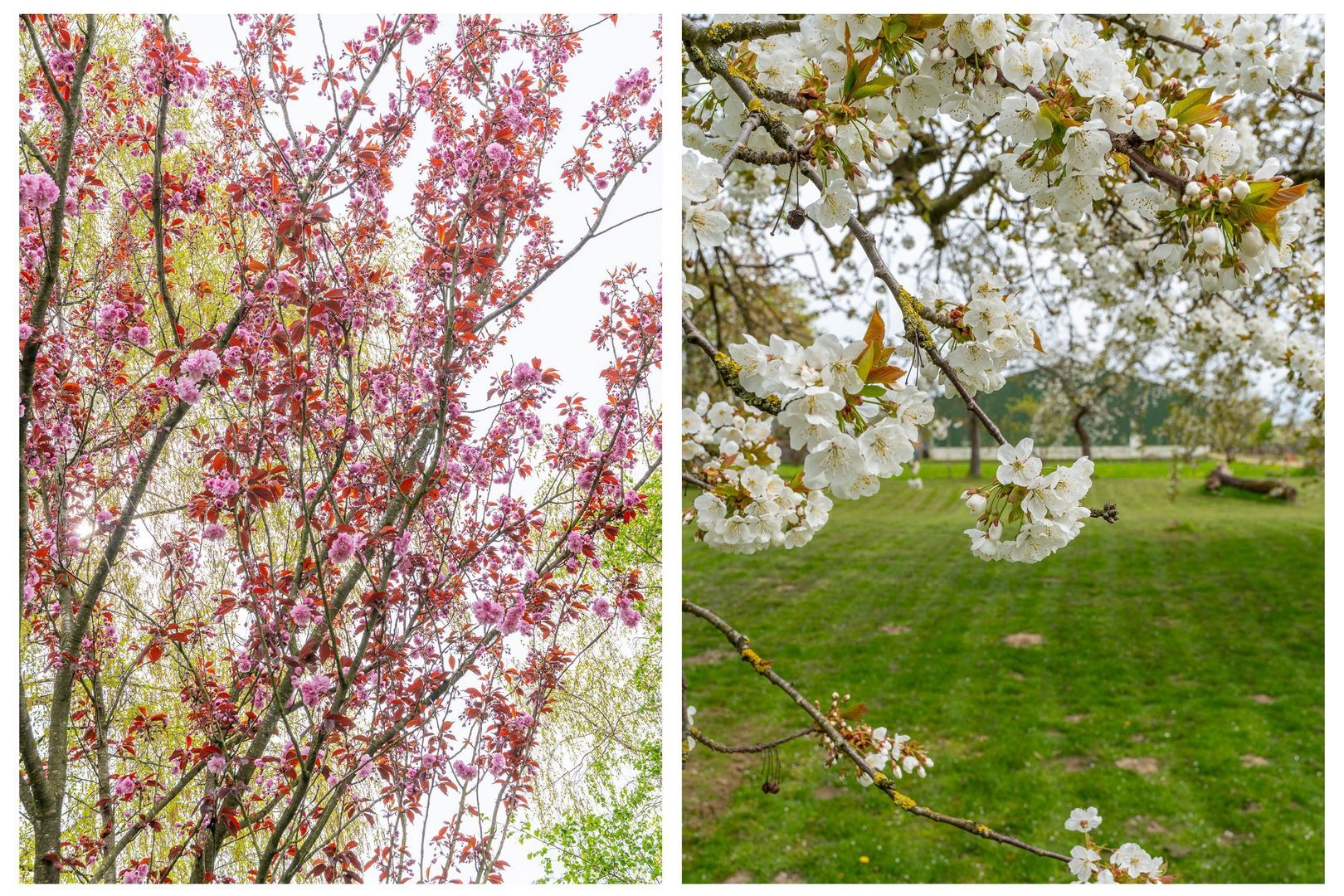 Ganzert 30, Eck en Wiel foto-48