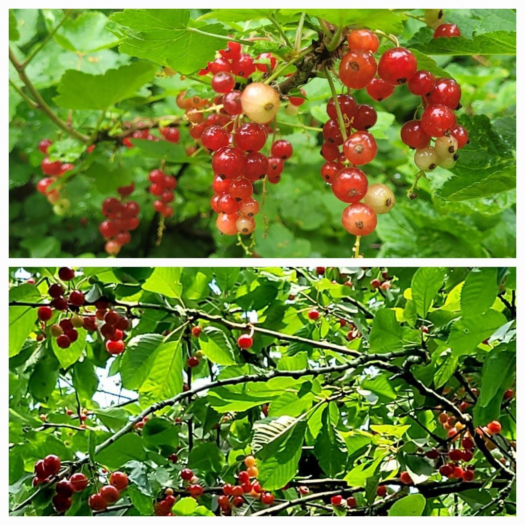 Kloosterpark 1, De Meern foto-39