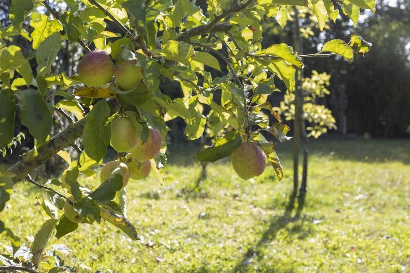 Middenstreek 52, Schiermonnikoog foto-45