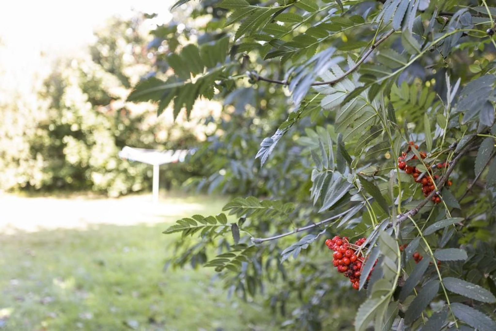 Rijspolder 40, Schiermonnikoog foto-21