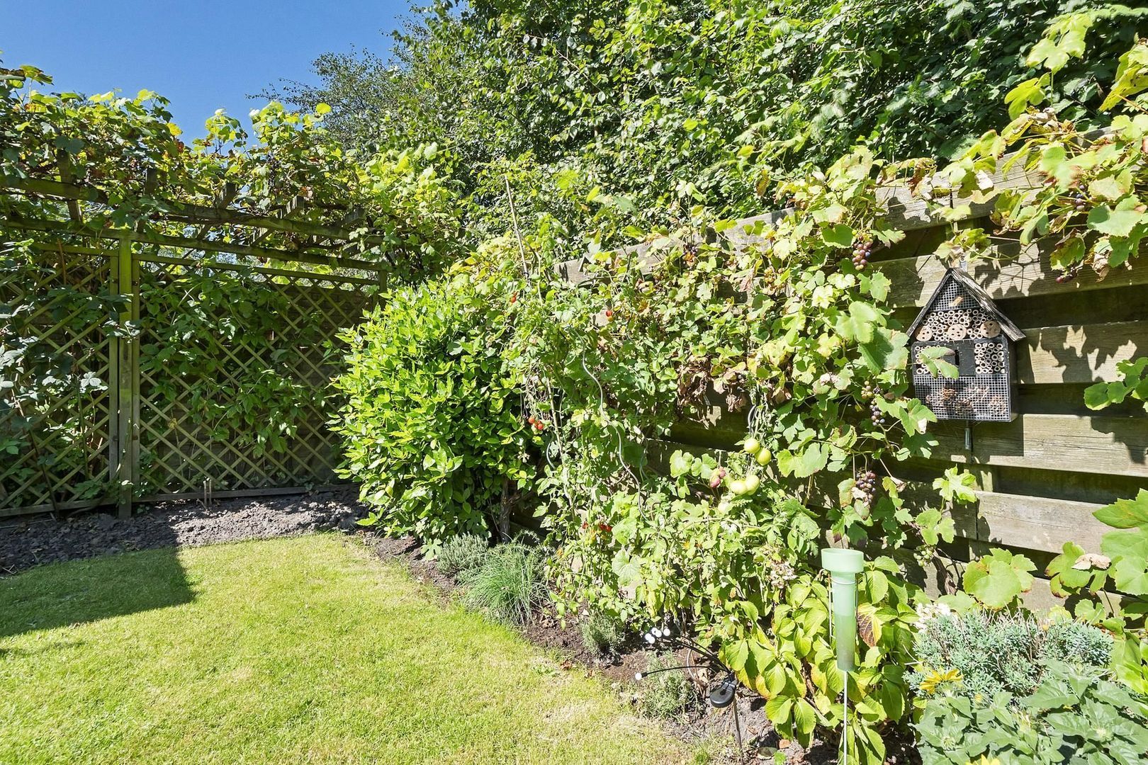 Rietgans 7, Dokkum foto-35