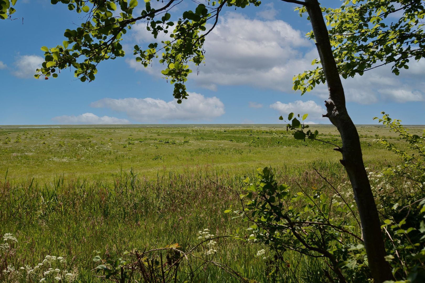 Rijspolder 46, Schiermonnikoog foto-27