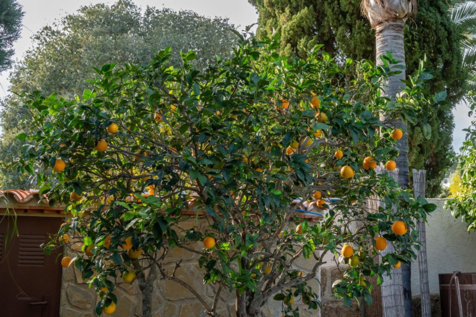 4800, Jávea foto-39