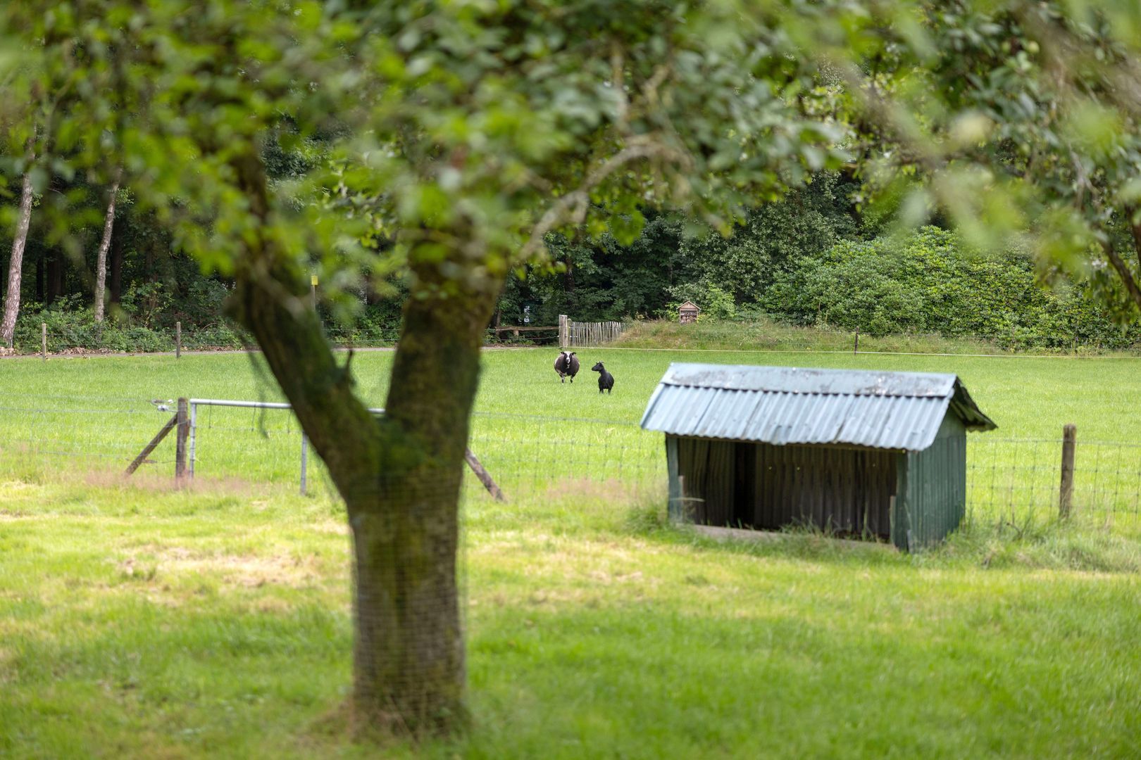 Eikenlaan 18, Heerde foto-39
