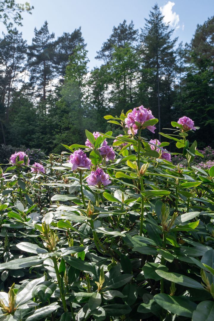 Berkenlaan 4, Epe foto-51