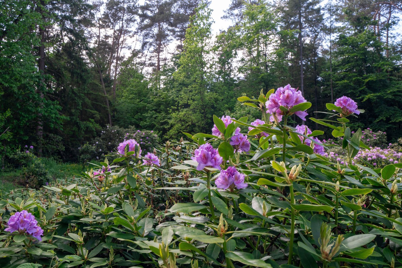 Berkenlaan 4, Epe foto-52