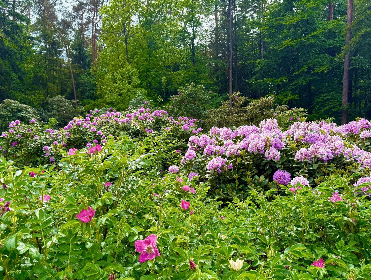 Berkenlaan 4, Epe foto-53