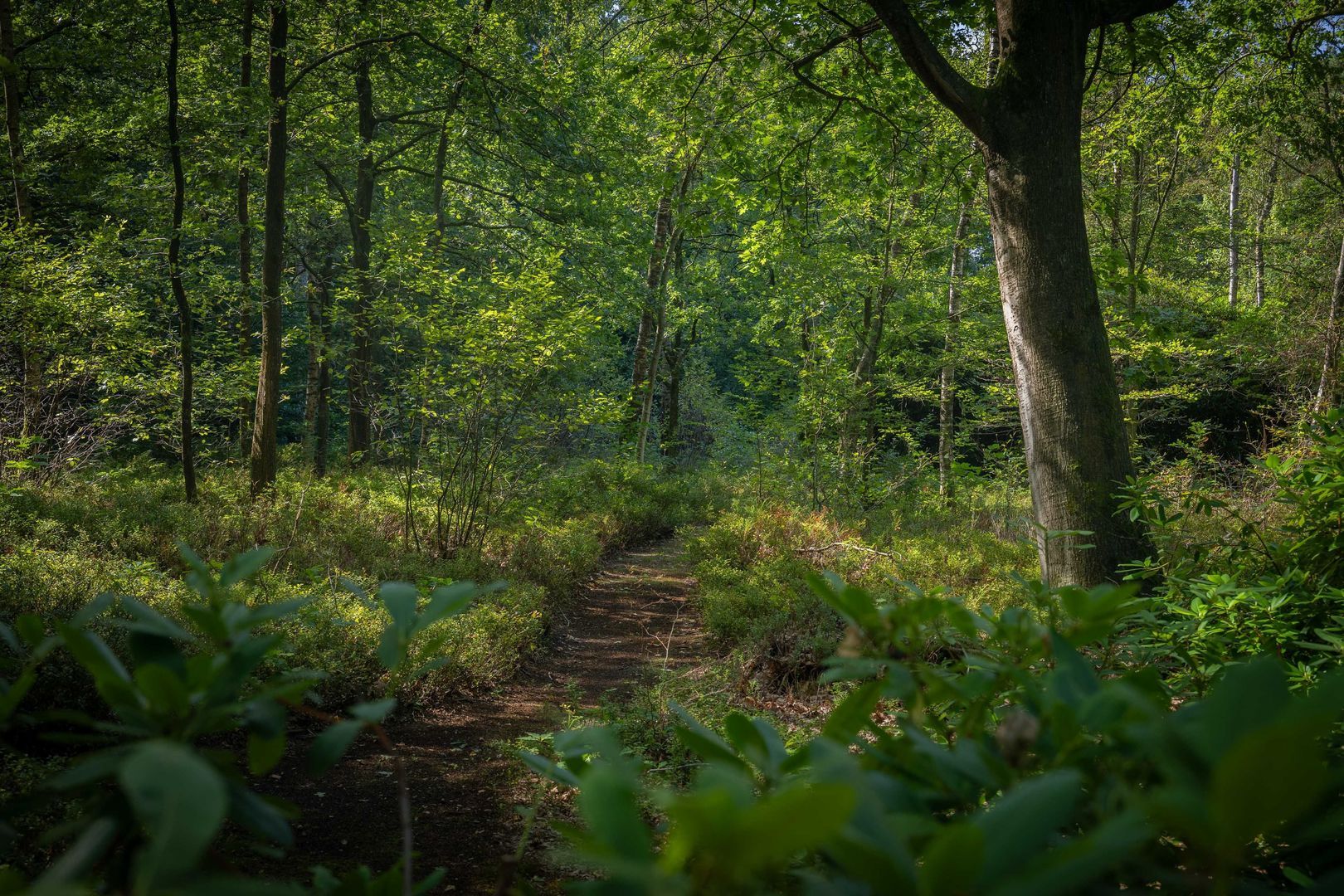 Gortelseweg 35, Vaassen foto-55