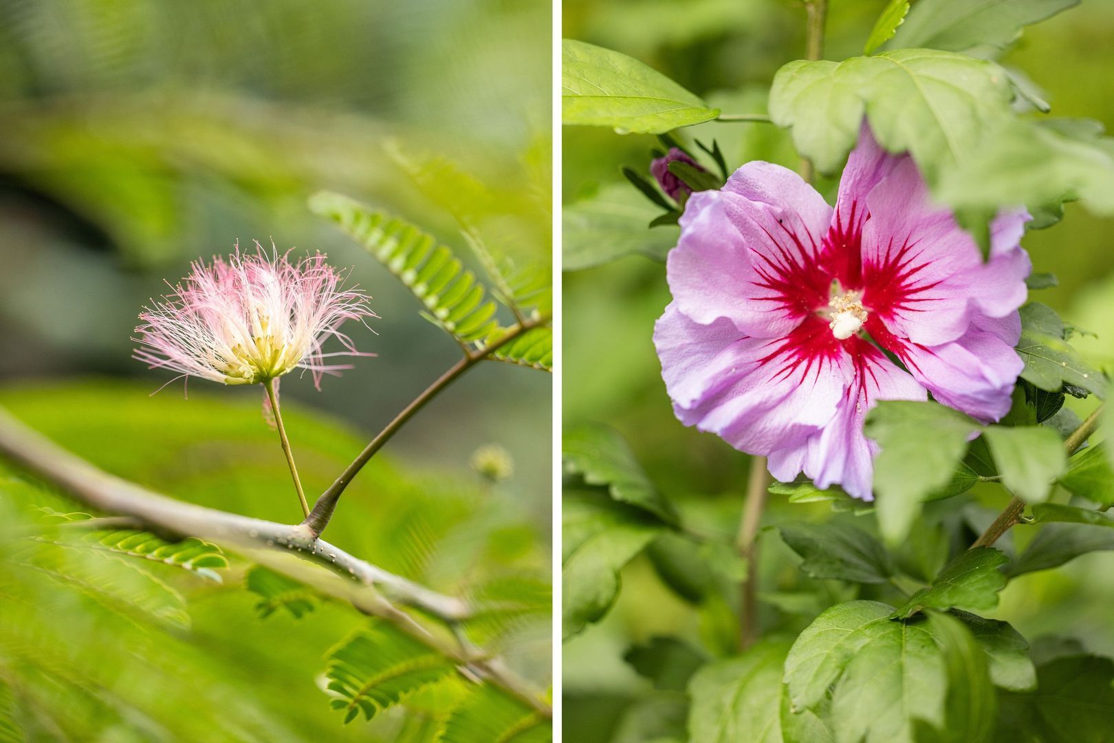 Campanula 7, Dordrecht foto-29