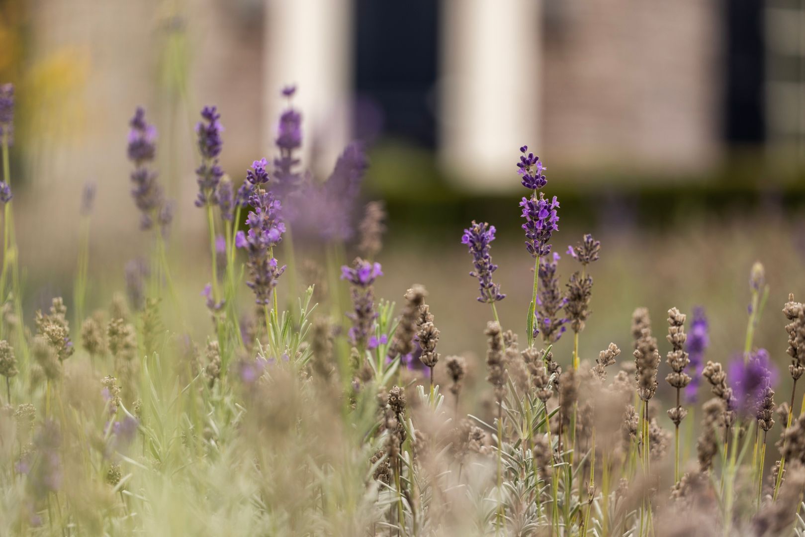 Polderdijk 18 D, Maasdam foto-6