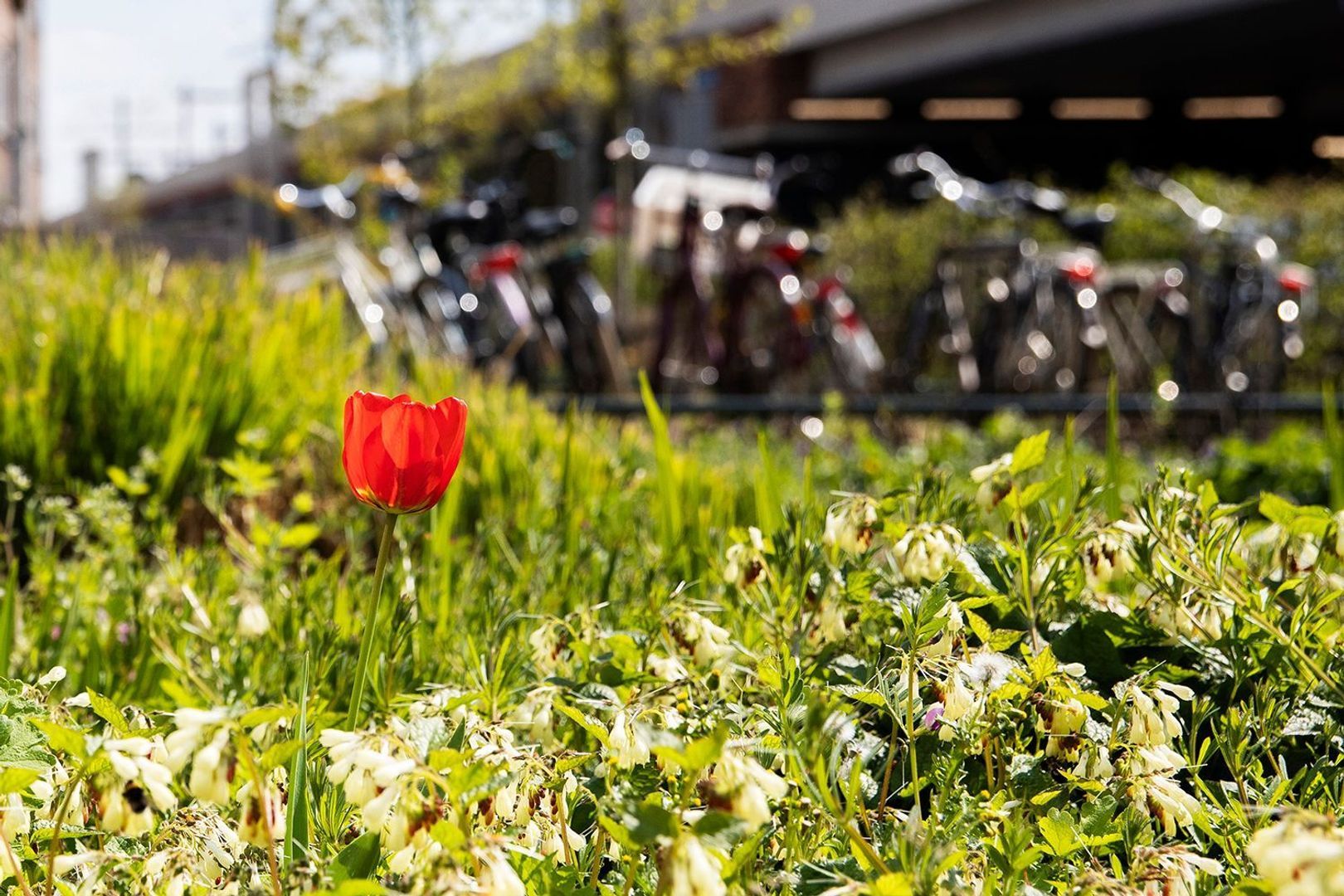 Albatrosstraat 53, Utrecht foto-29