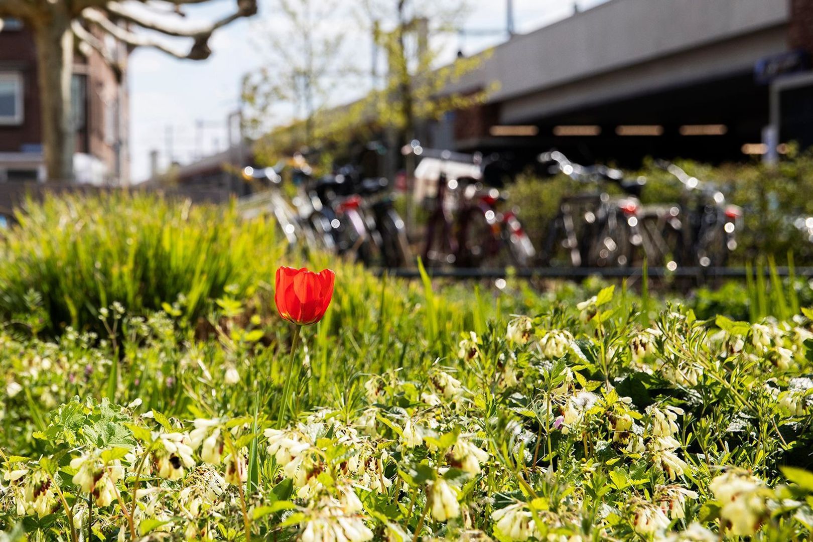 Albatrosstraat 53, Utrecht foto-28
