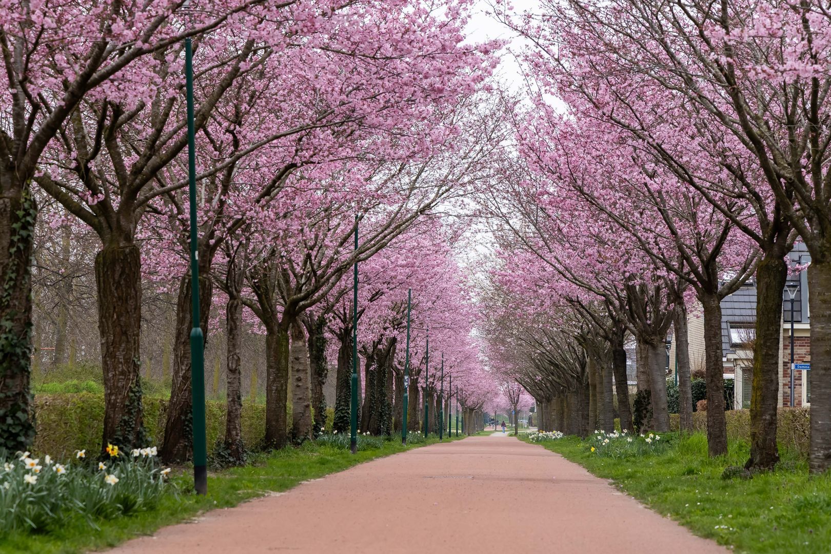 Paleismuur 74, Houten foto-62