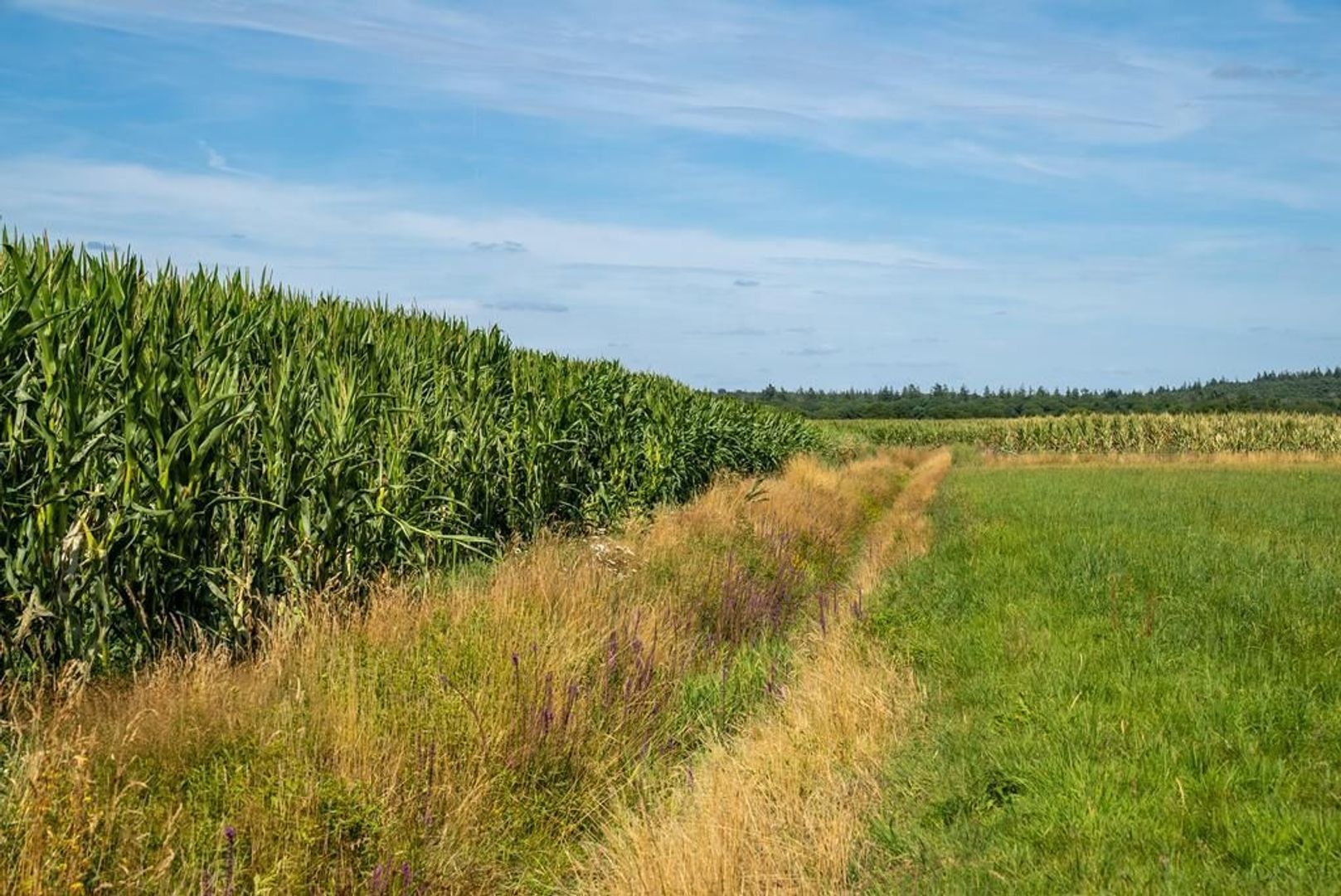 Koeweideweg 0 ong image 1
