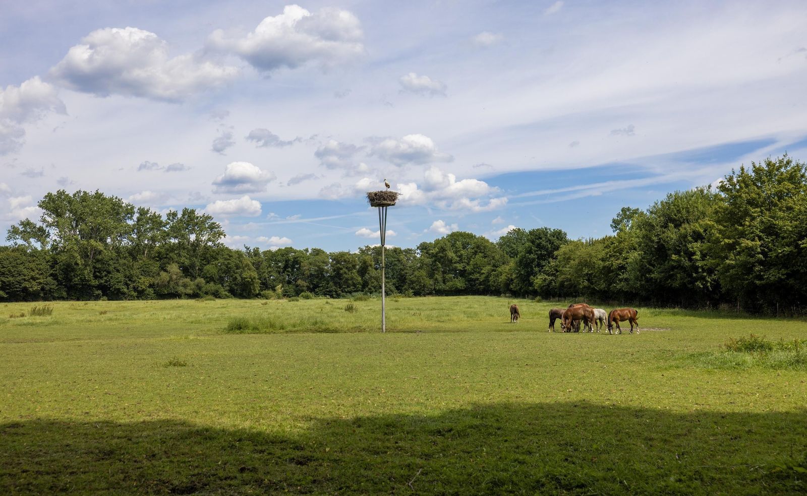Stenendijk 8, Beerzerveld foto-78