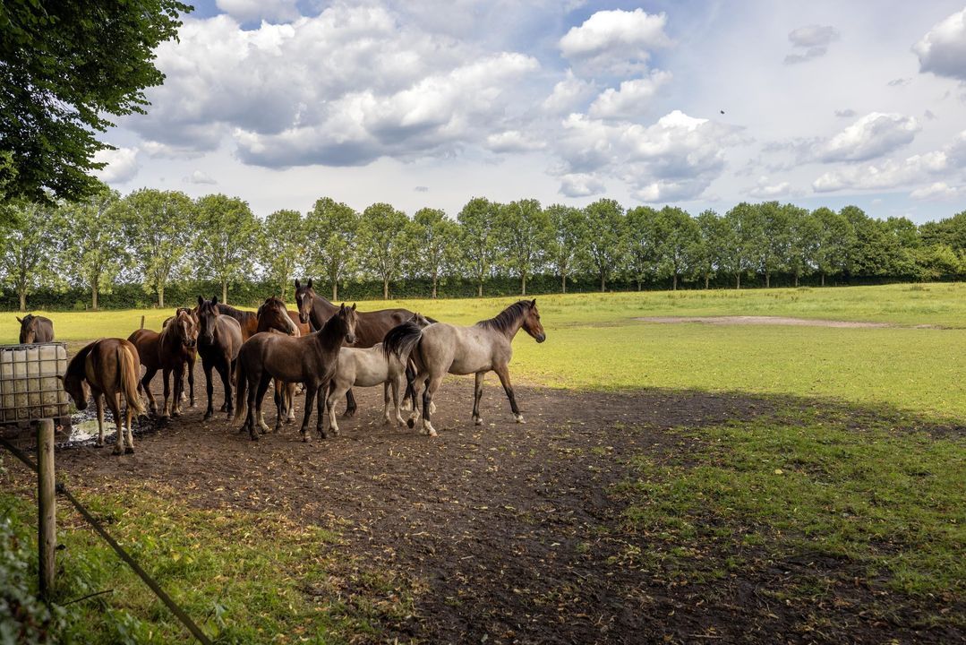 Stenendijk 8 image thumbs 1