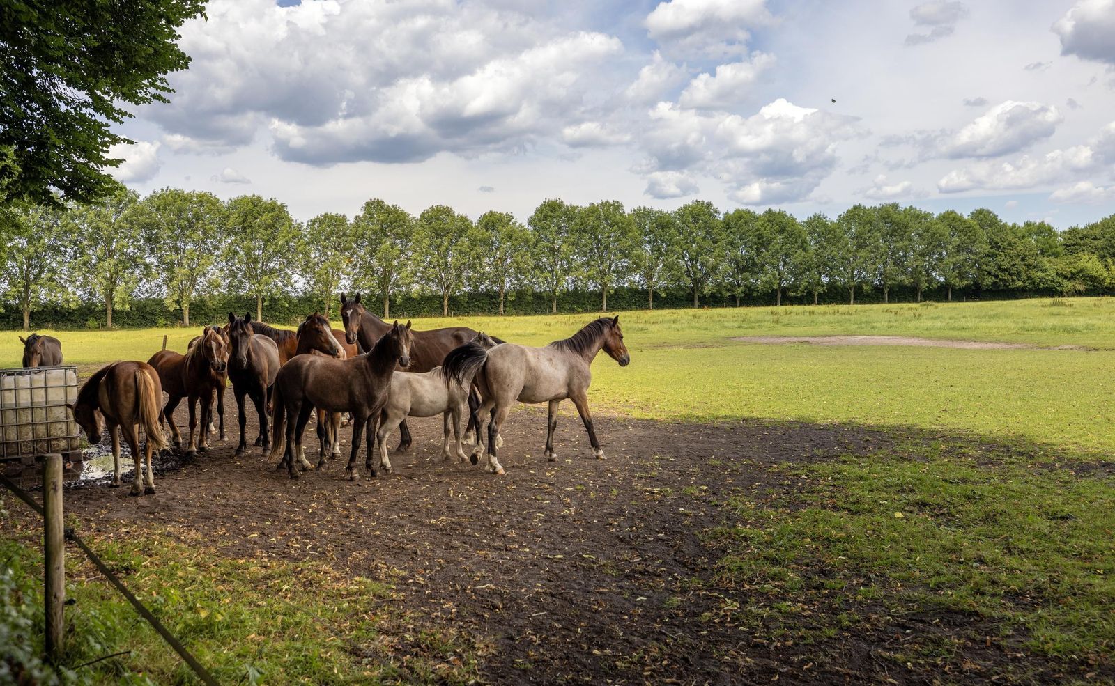 Stenendijk 8, Beerzerveld foto-79