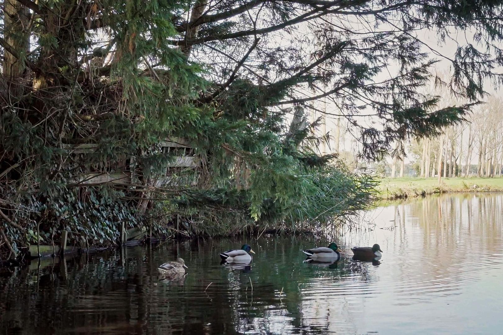 Dorpsstraat 210, Assendelft foto-31