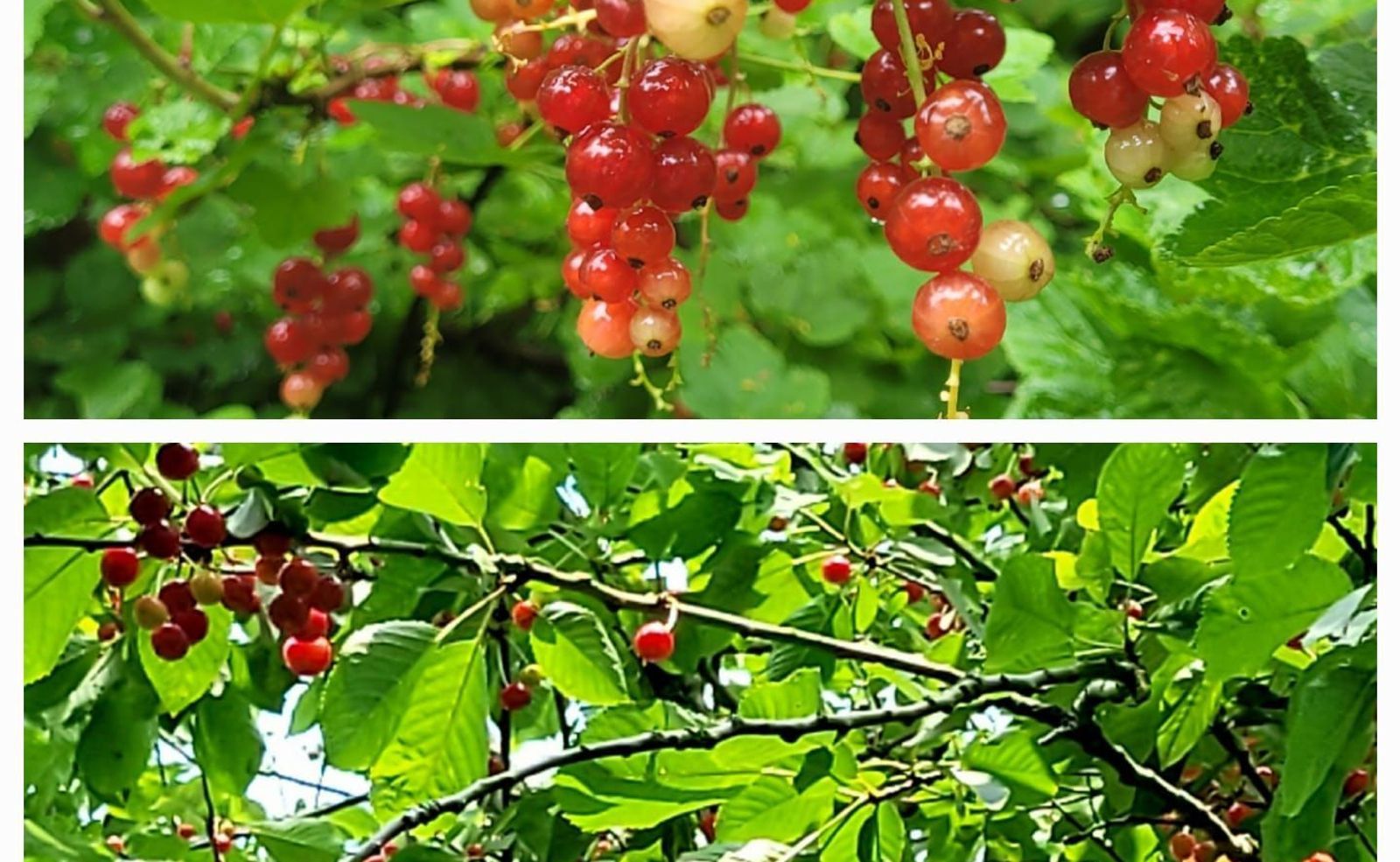 Kloosterpark 1, De Meern foto-39