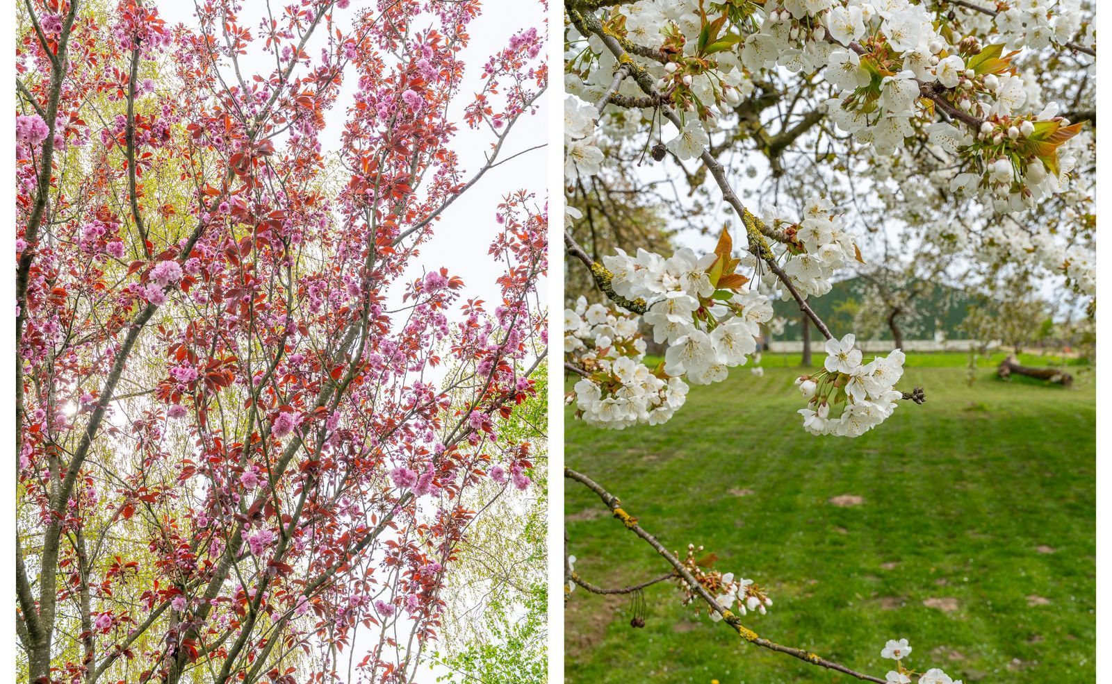 Ganzert 30, Eck En Wiel foto-48