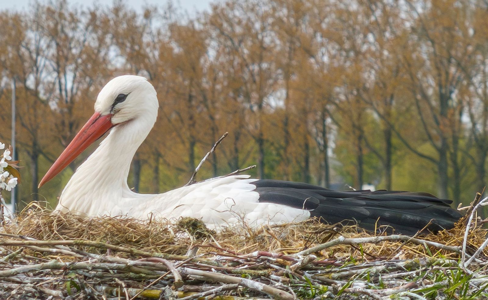 Ganzert 30, Eck En Wiel foto-49