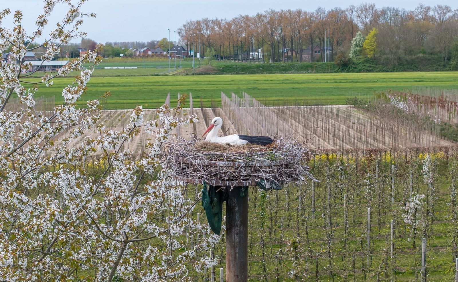 Ganzert 30, Eck En Wiel foto-50
