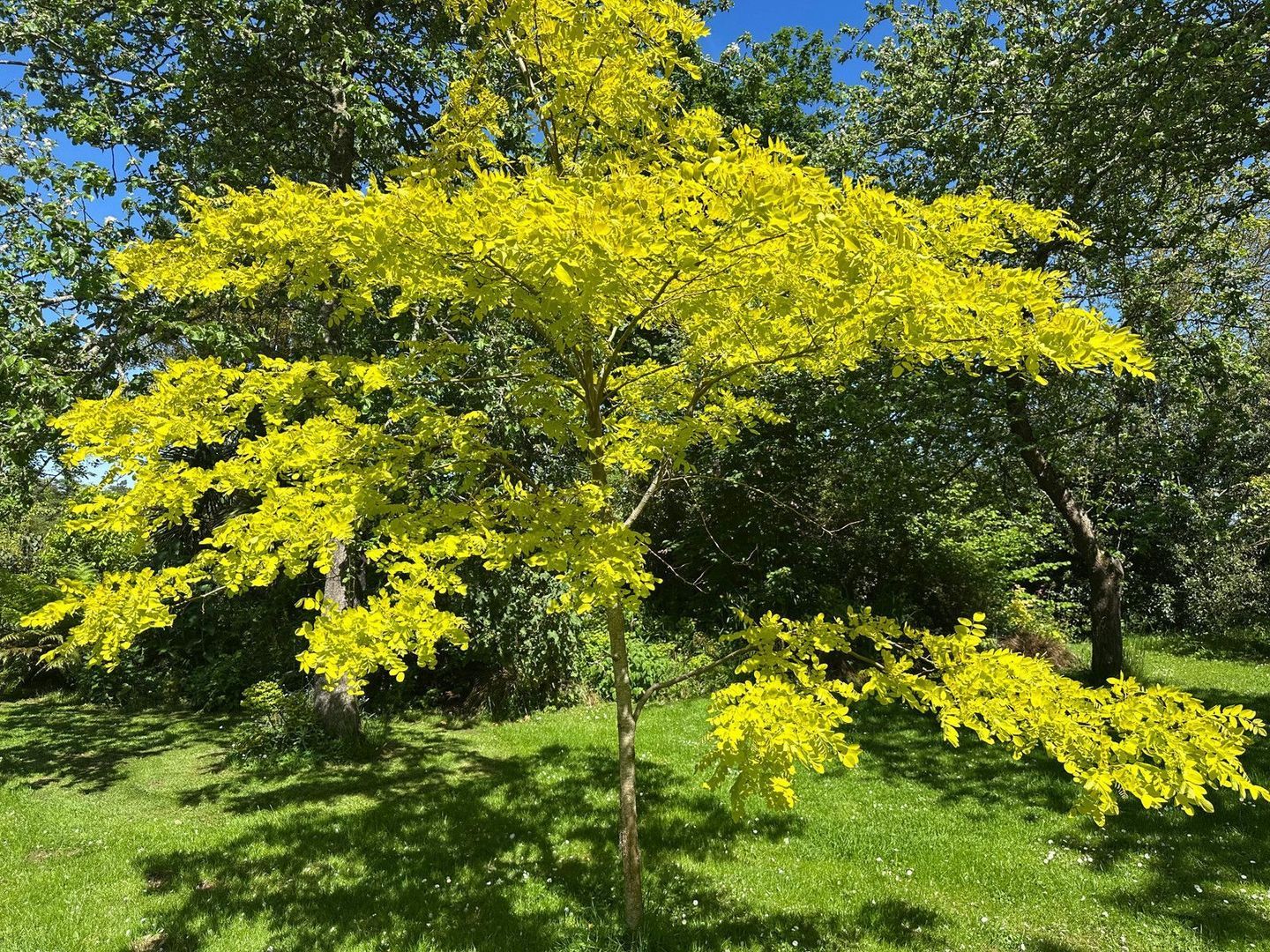 Plestin-les-Grèves, Plestin-les-Grèves foto-4