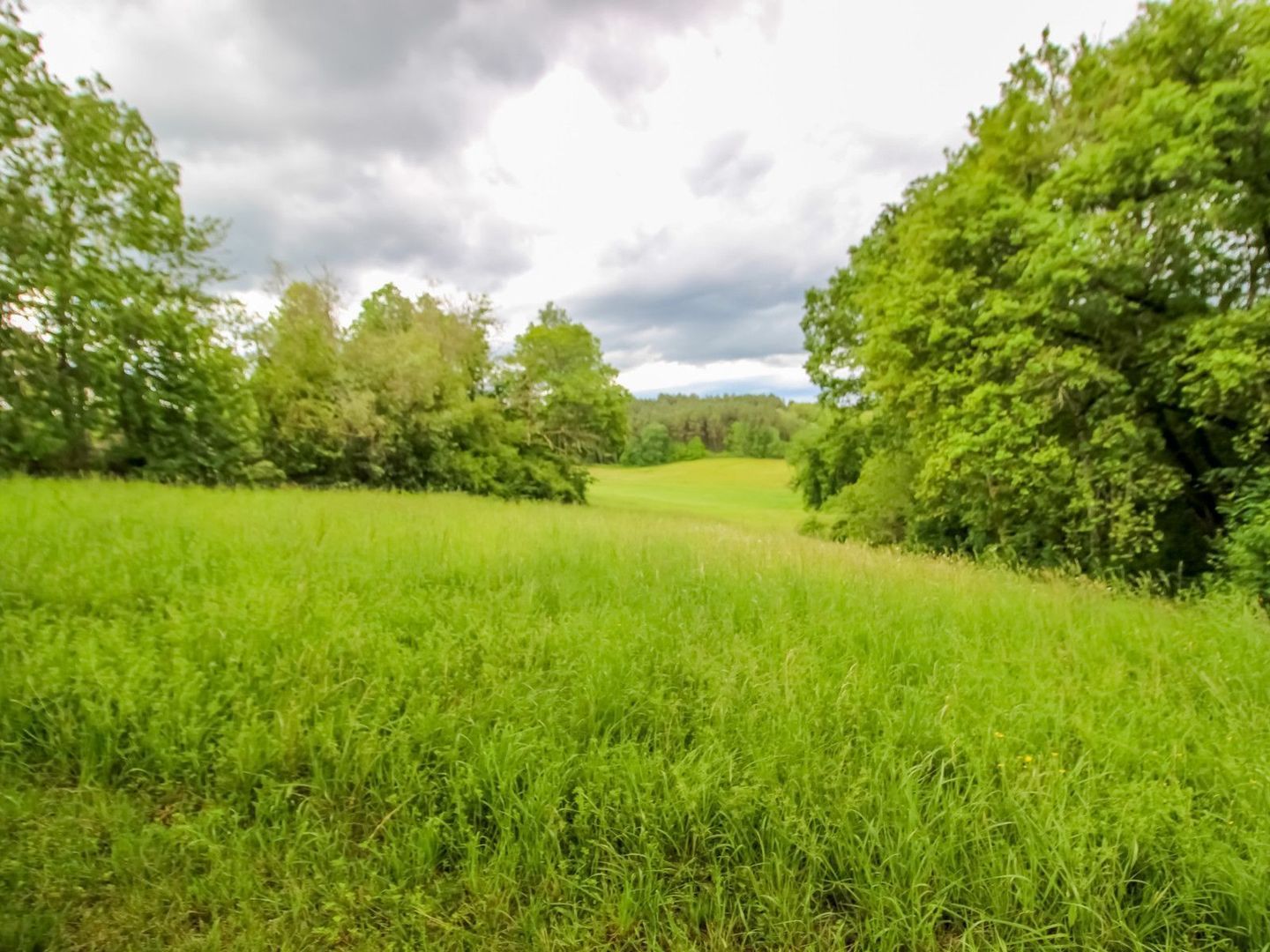 Campsegret, Campsegret foto-8