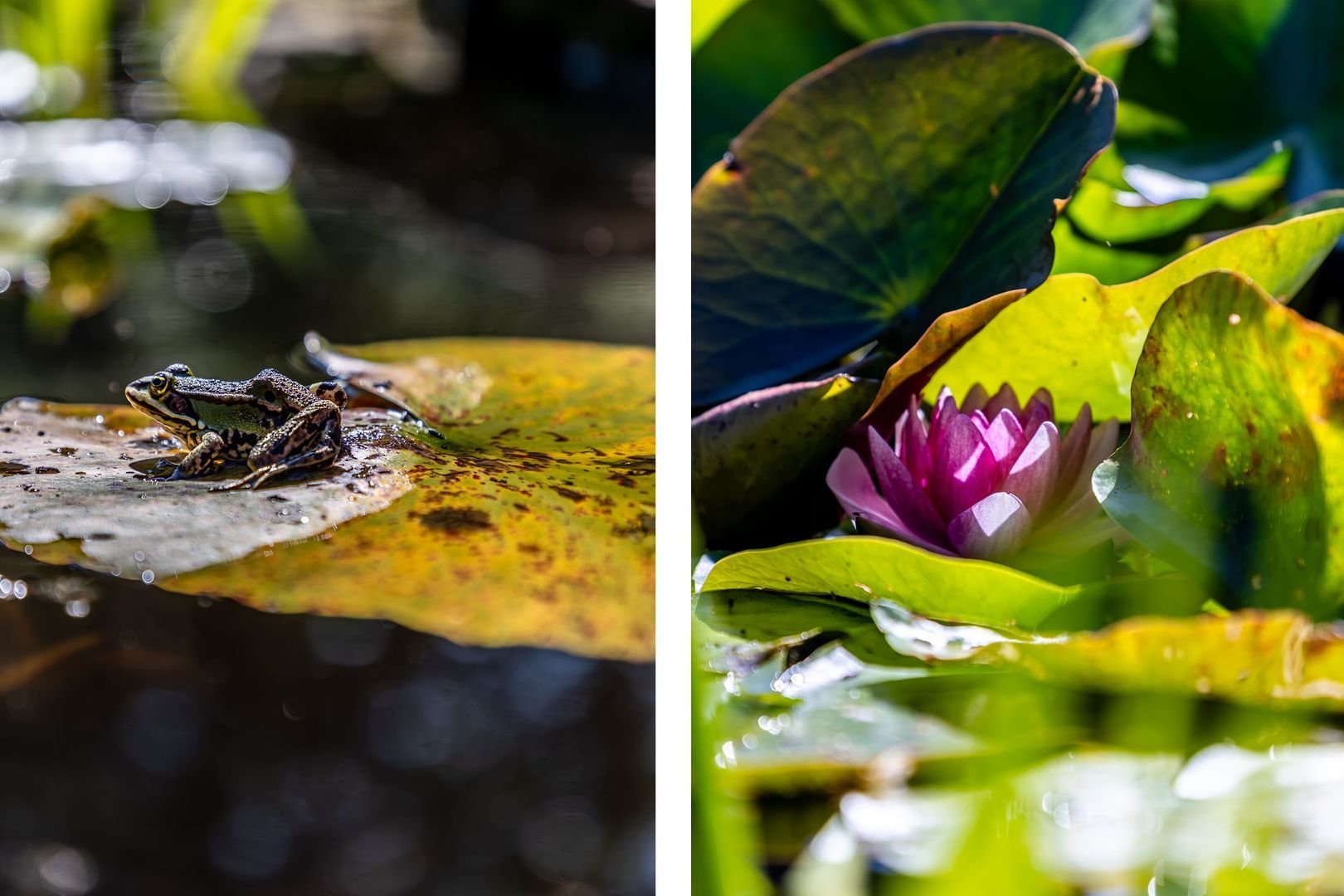 Kruislaan 3, Oostvoorne foto-50