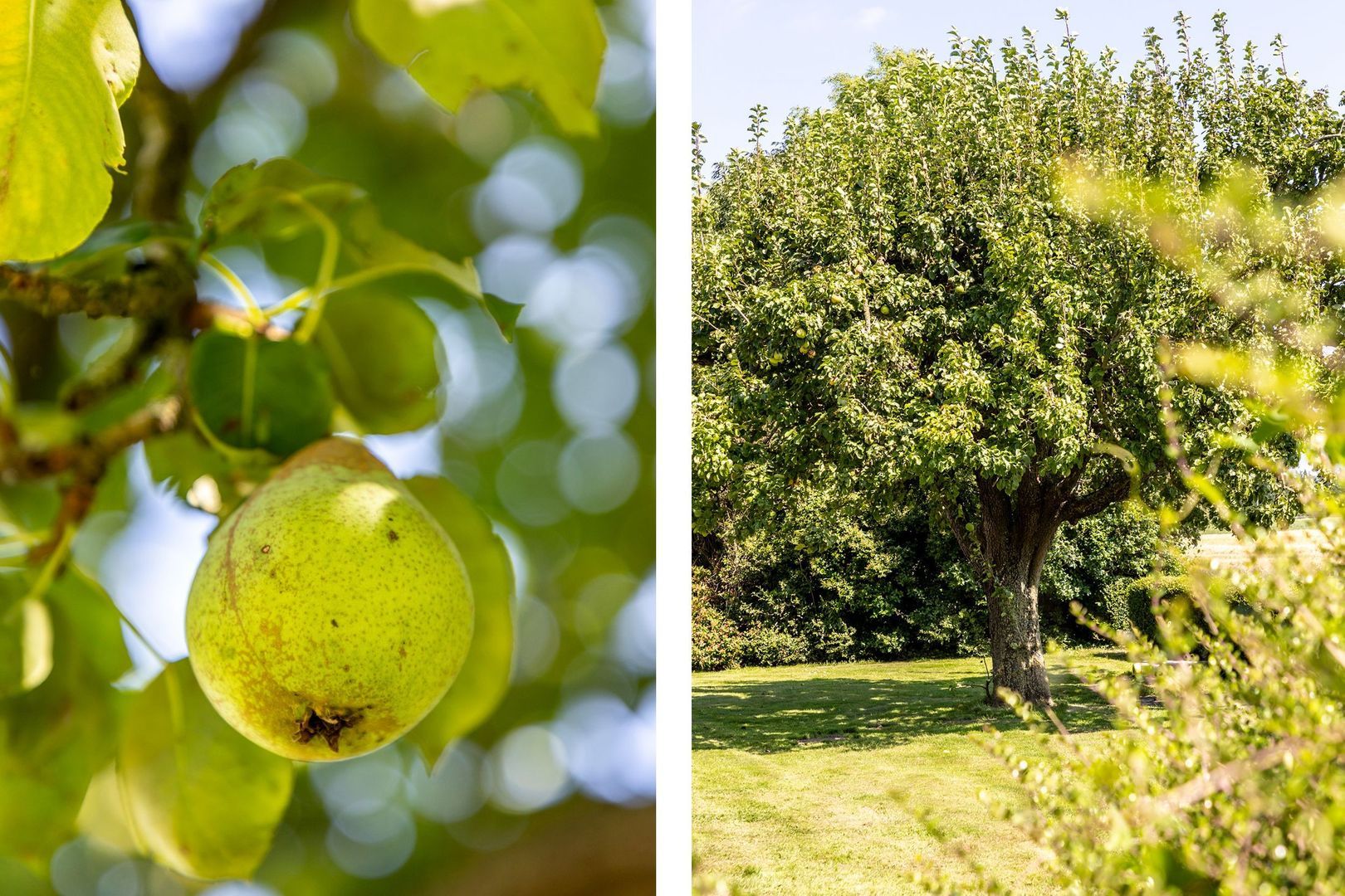 Hilseweg 4, Rockanje foto-46