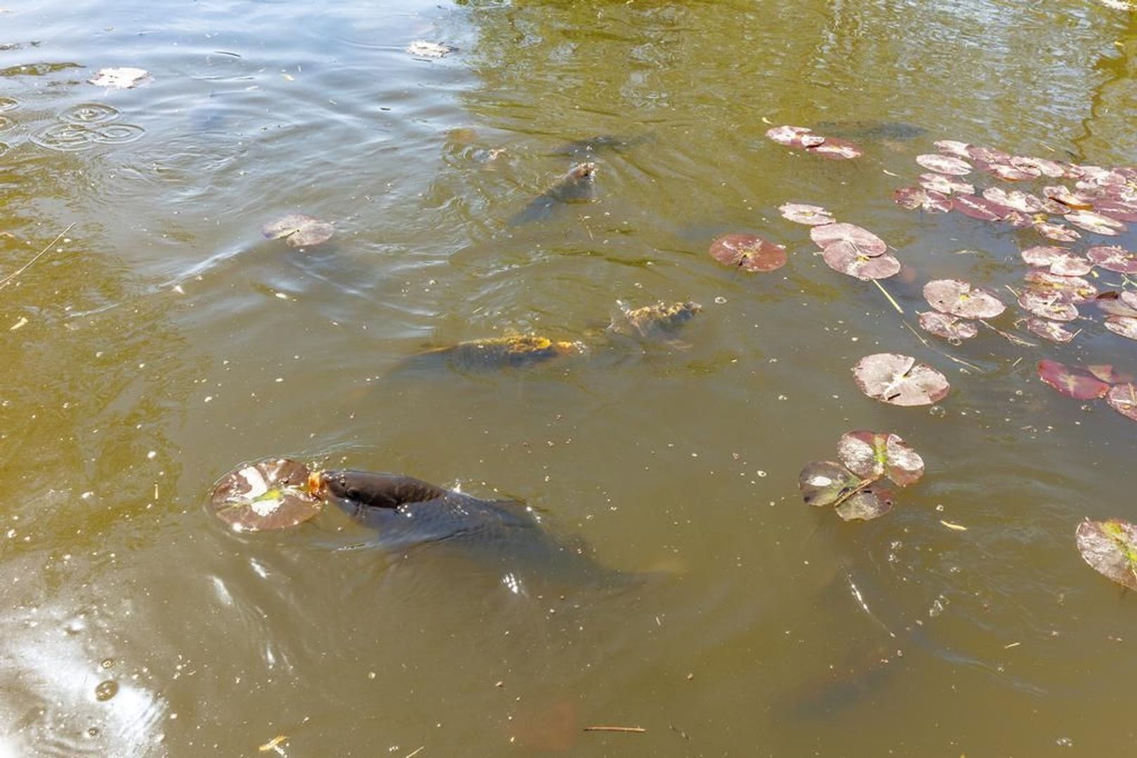 Doornweg 1 c, Rockanje foto-14