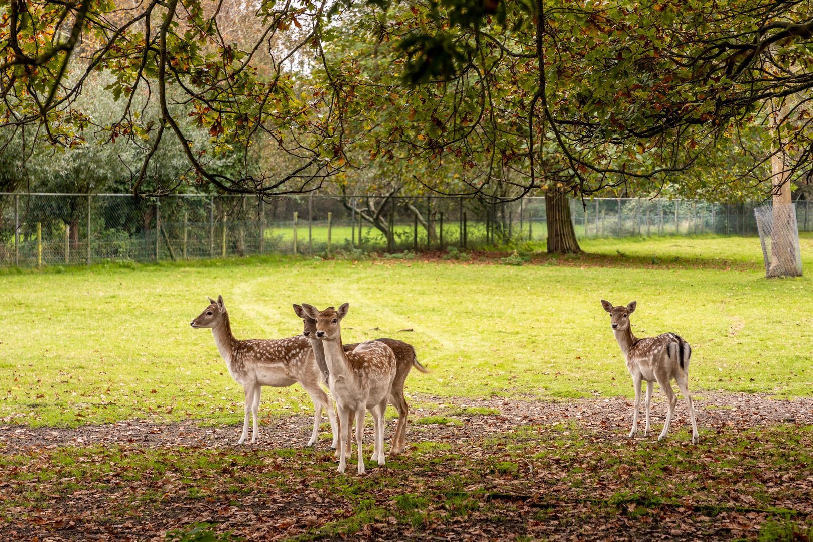 Zandweg 39, Oostvoorne foto-47
