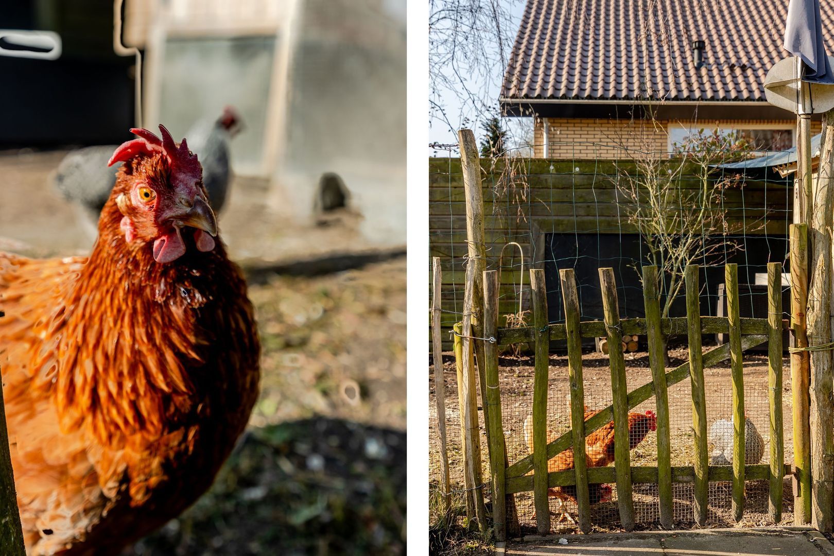 Duinlaan 29, Oostvoorne foto-57