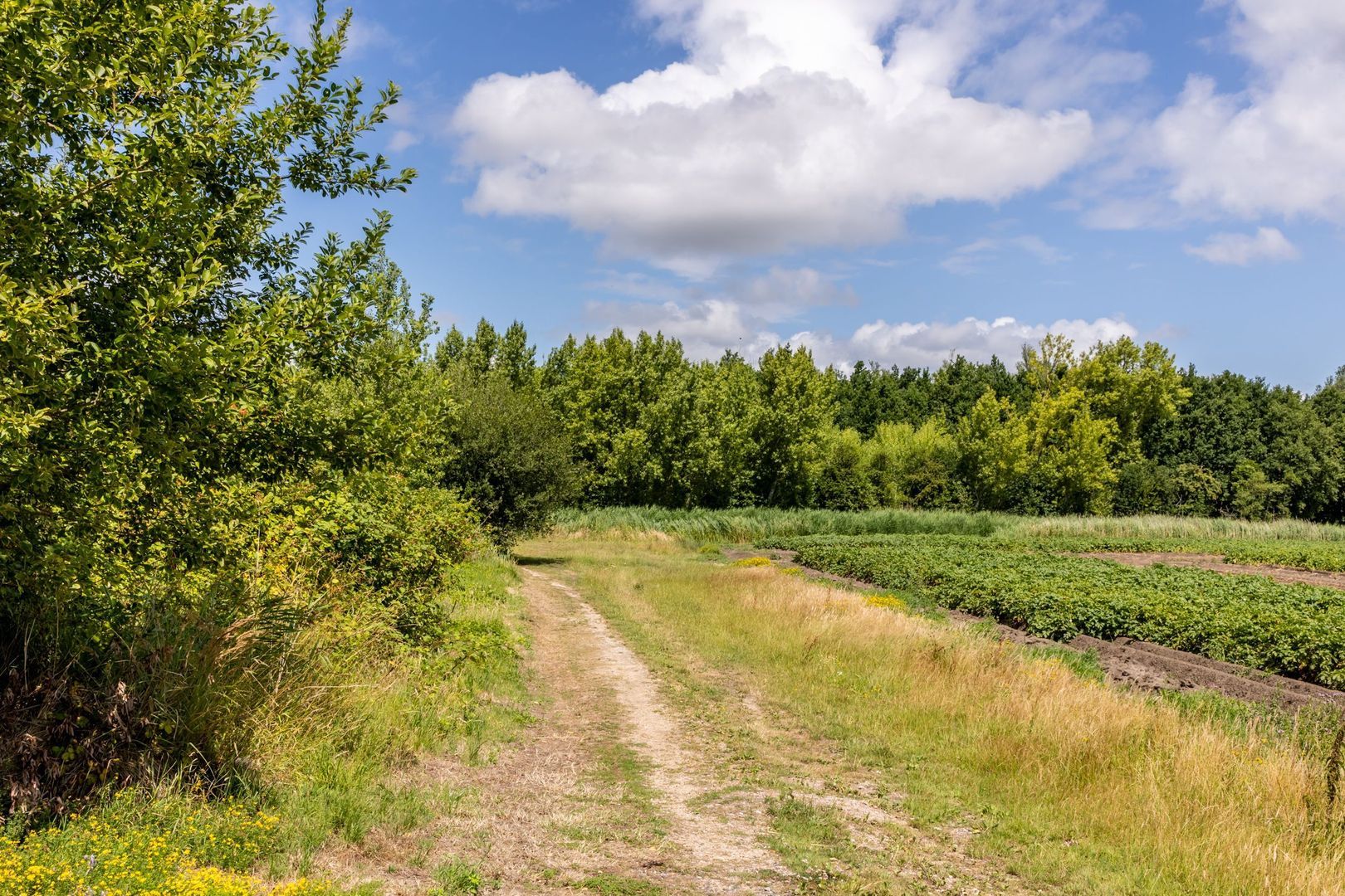 Battenoordsedijk 17, Nieuwe-Tonge foto-85