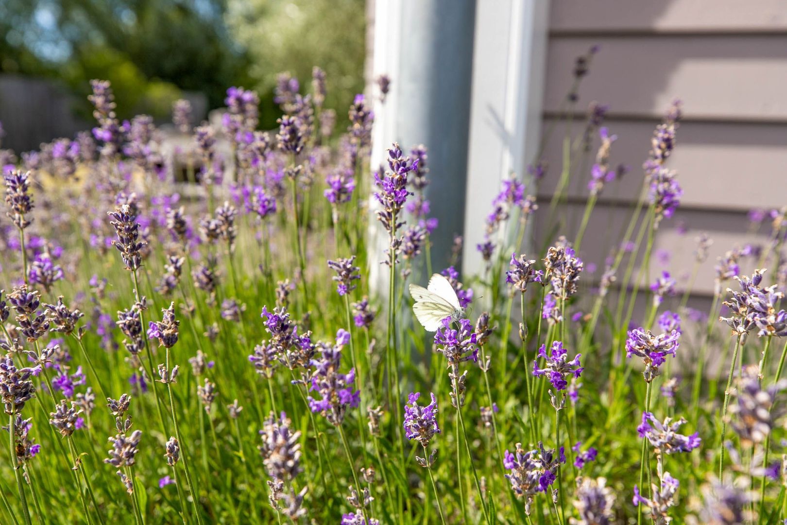 Bosweg 2 a, Rockanje foto-7