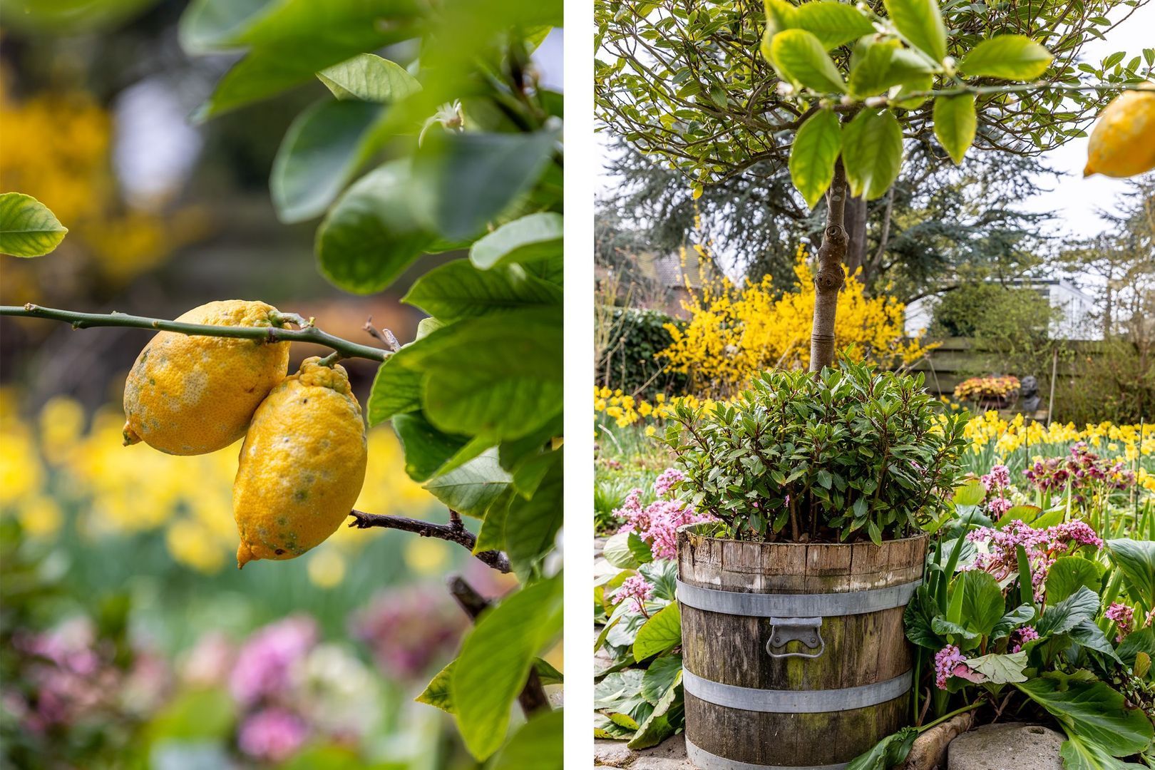 Dwarsweg 14, Rockanje foto-36