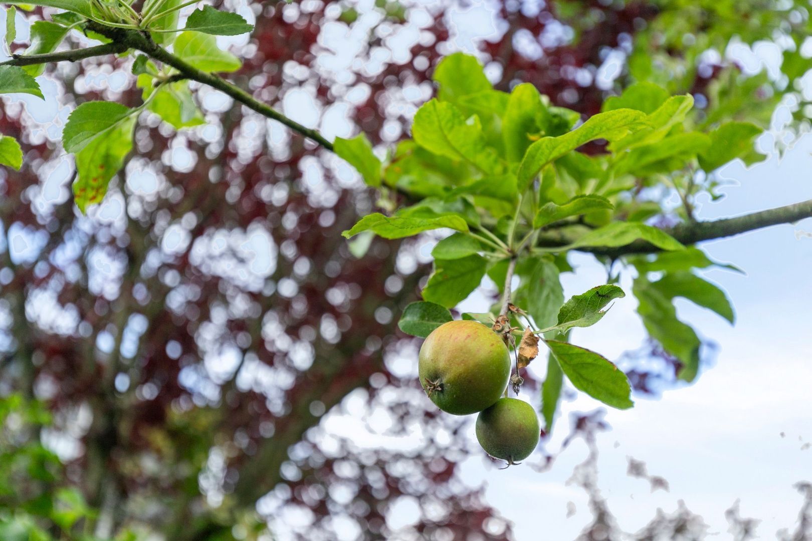 Vlinderplein 20, Gouda foto-41