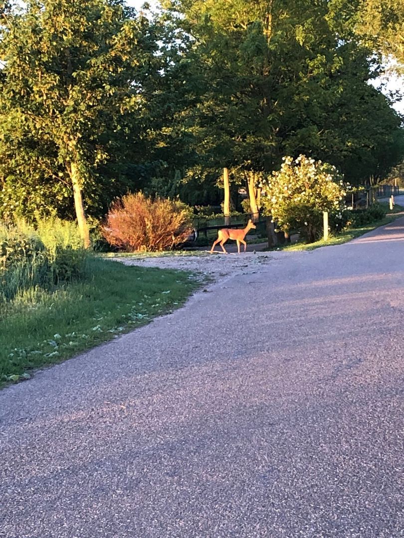 Galathesedijk 5, Ooltgensplaat foto-60