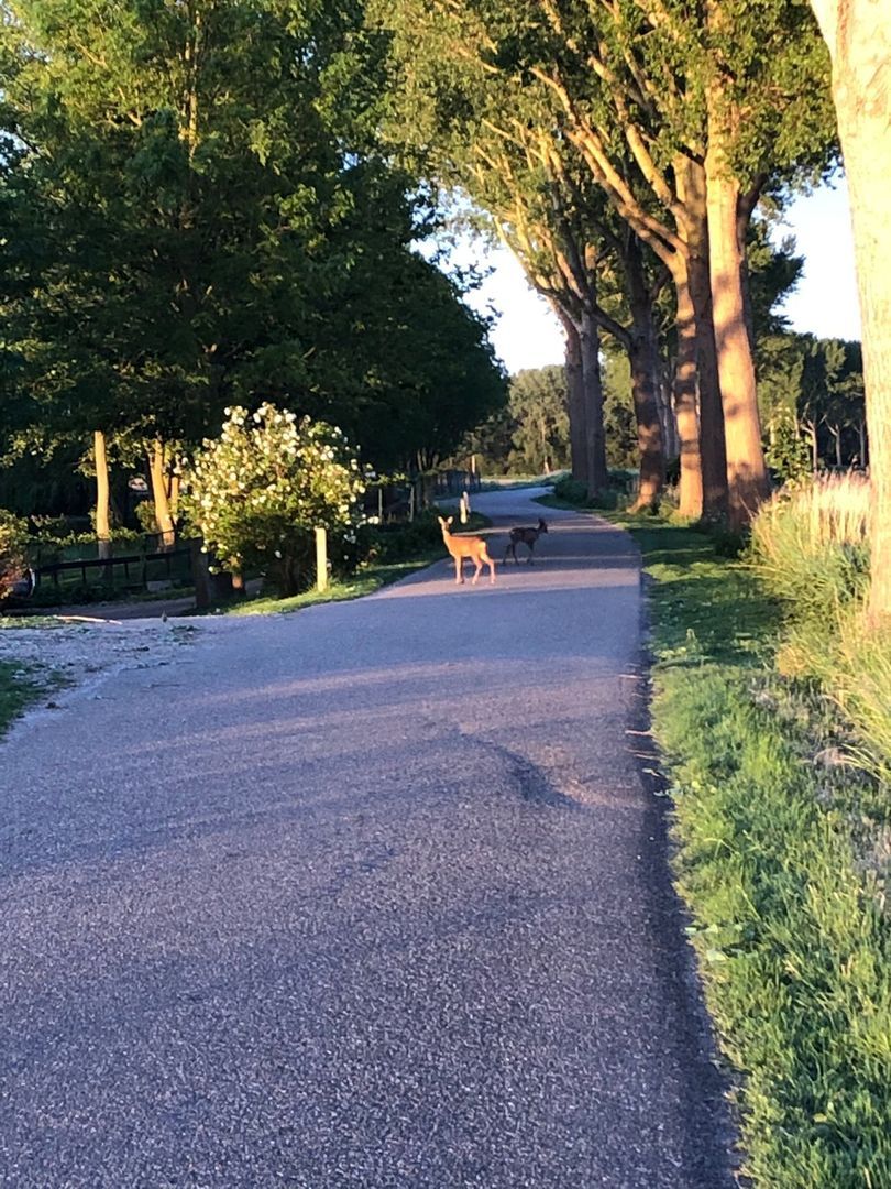 Galathesedijk 5, Ooltgensplaat foto-65