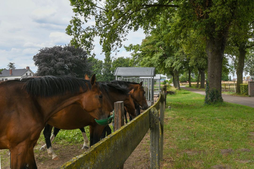 Eikesstraat 43 image thumbs 1