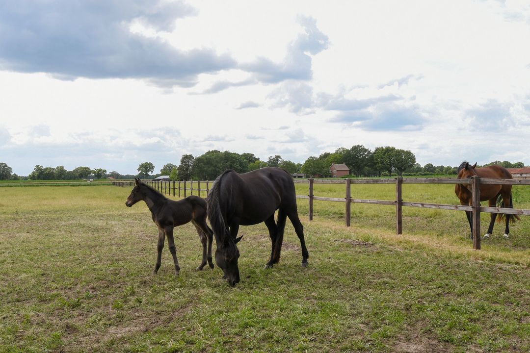 Eikesstraat 43 image thumbs 1