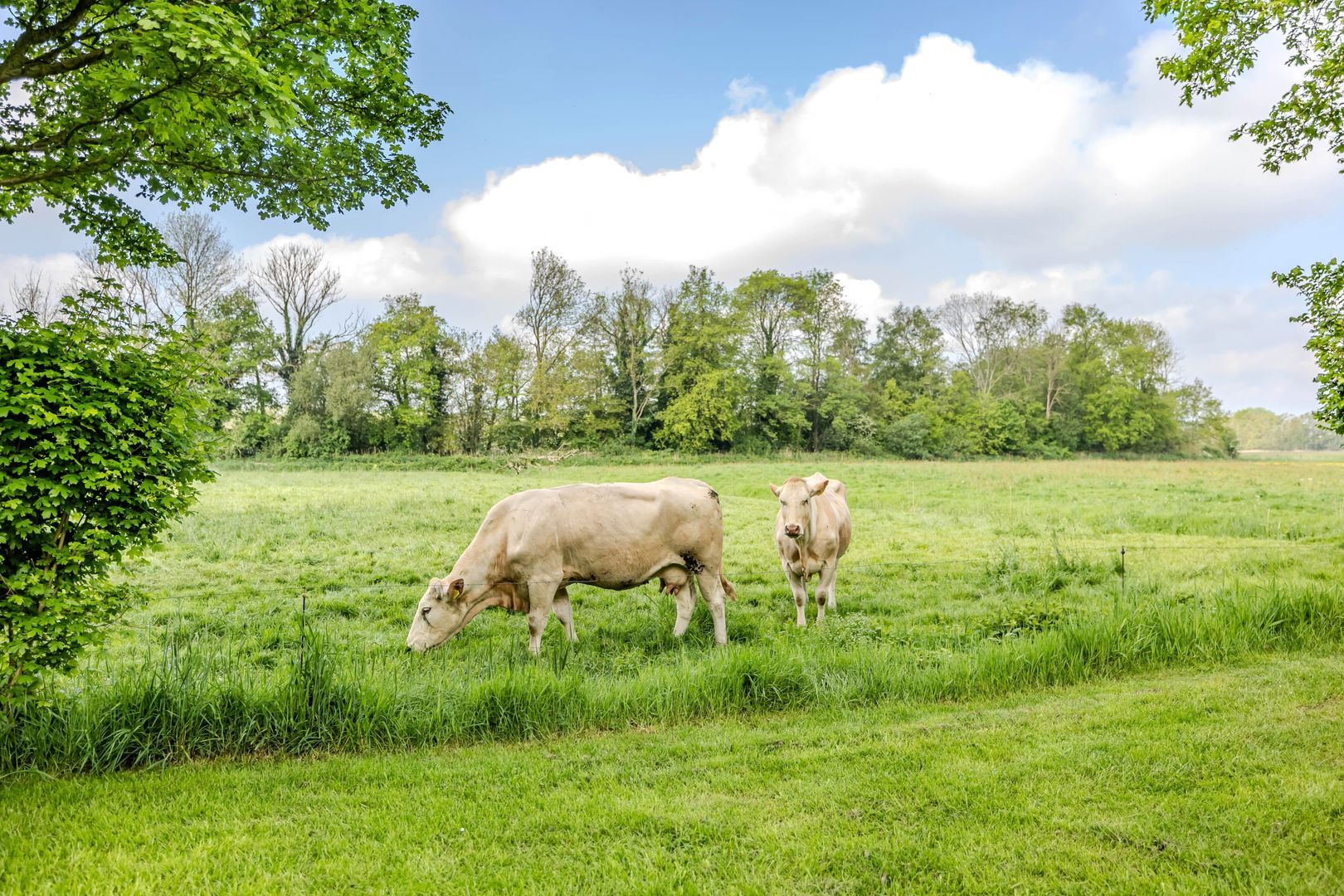 Lutsborgsweg 71, Haren GN foto-53