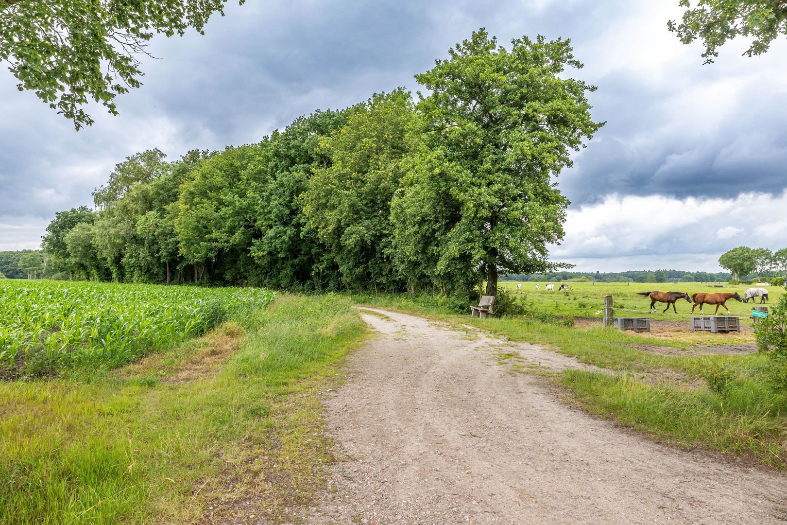 Zuidesch 4, Lieveren foto-68