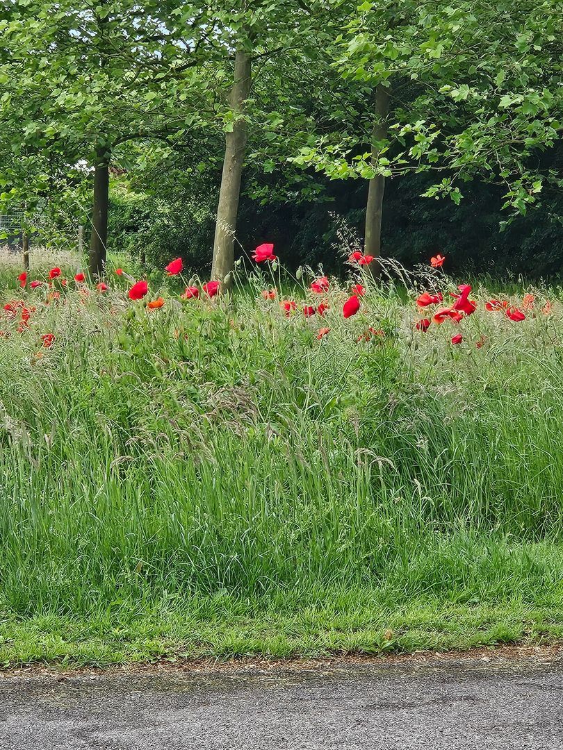 Bergveenweg 1, Veenhuizen foto-58